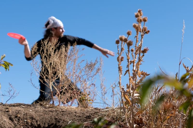 A canopy of fall colors in a mountain forest